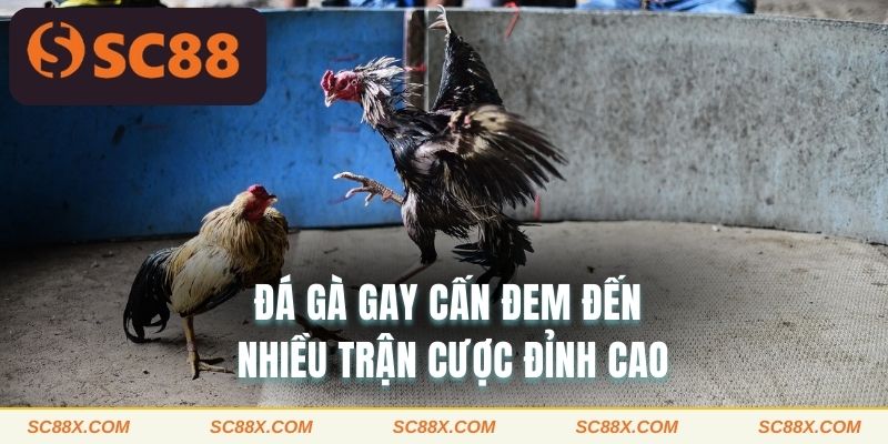 Đá gà SC88 gay cấn đem đến nhiều trận cược đỉnh cao 
