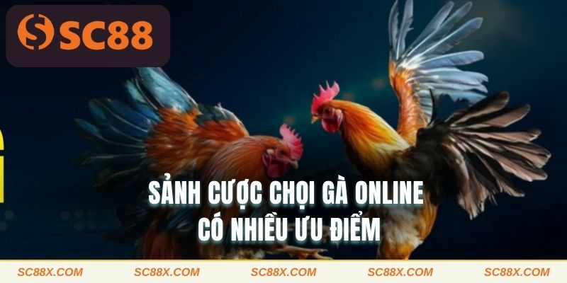 Sảnh cược chọi gà online có nhiều ưu điểm