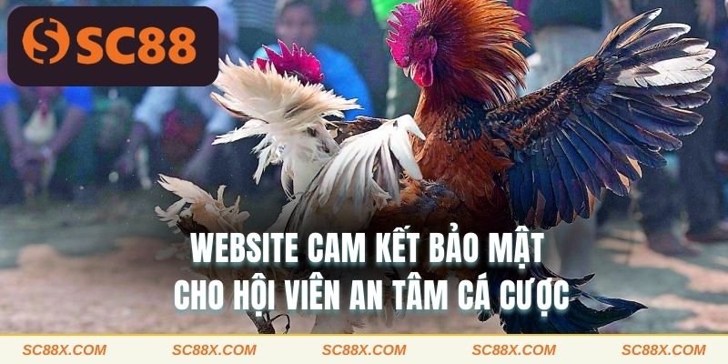 Website cam kết bảo mật cho hội viên an tâm cá cược 